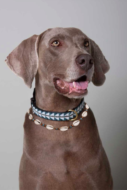 Pack Reliquia - Conchas