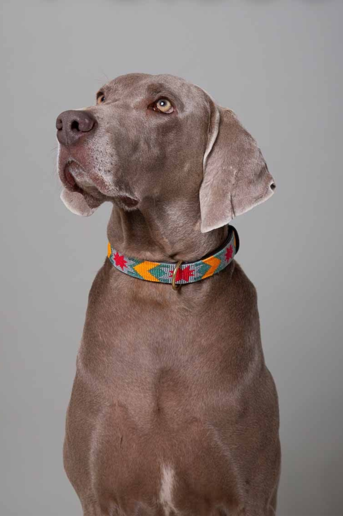 Pack: Collar Beads + Conchas + Correa