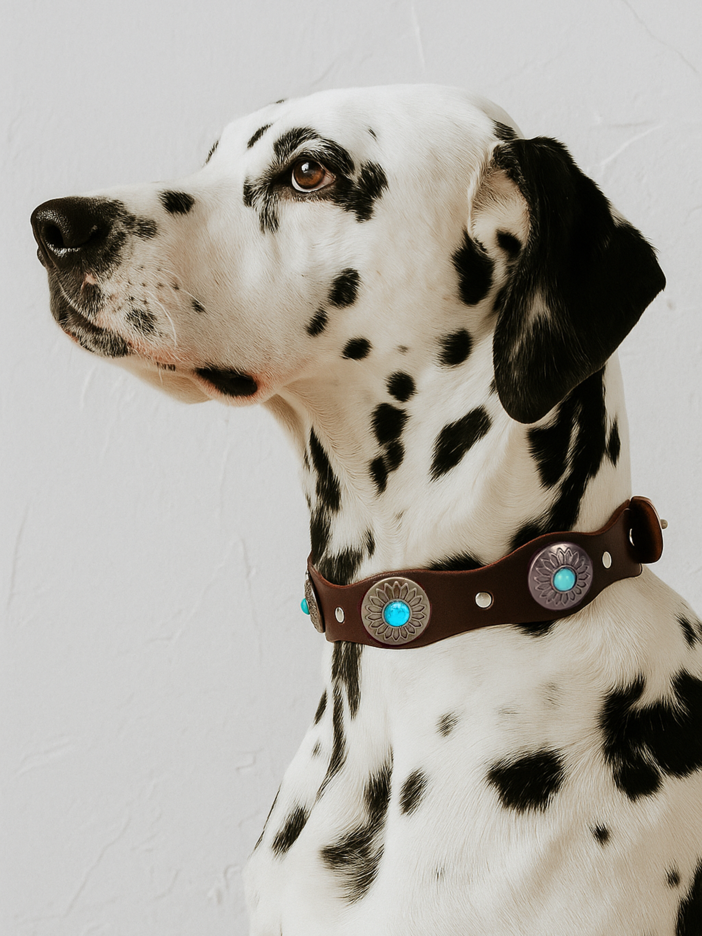 Pack: Collar Tachuelas Azul + Correa a Juego