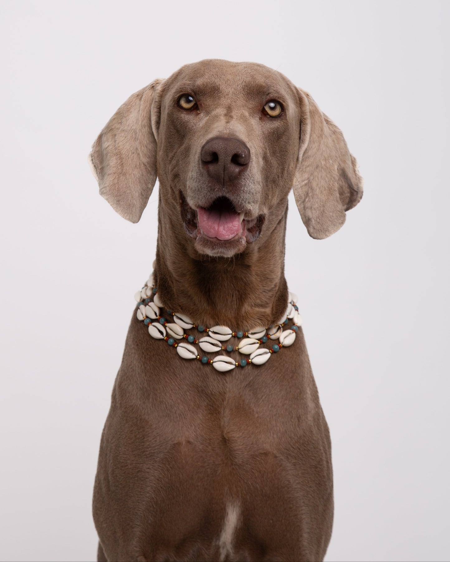 Collar Accesorio - Conchas