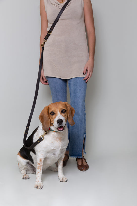 Pack – Collar + Correa