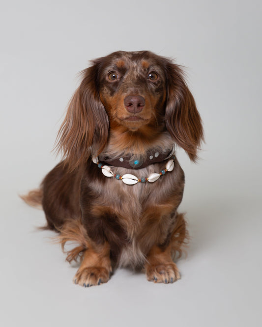 Pack: Collar Tachuelas + Conchas + Correa