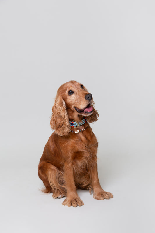 Pack: Collar Beads + Conchas + Correa