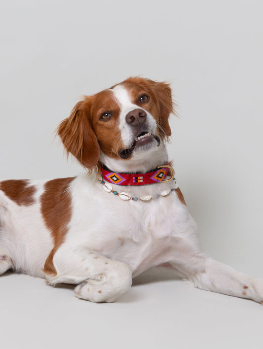 Pack Llama - Conchas