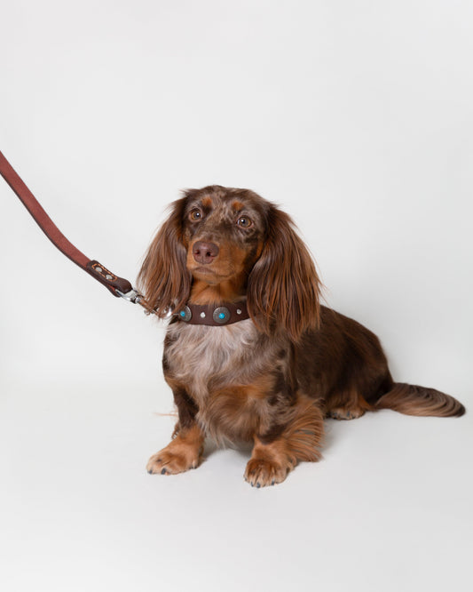 Pack Terra + Correa a Juego