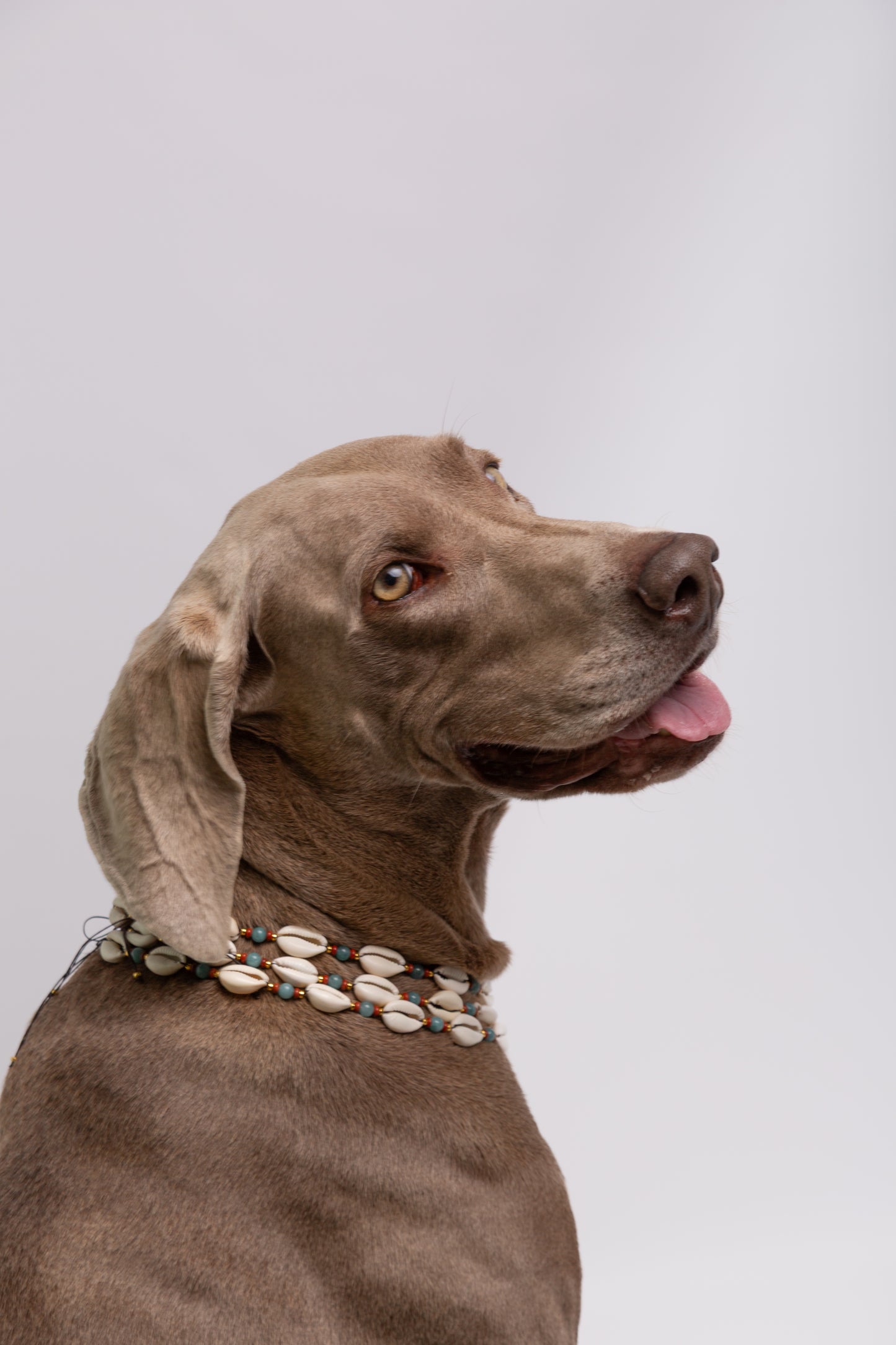 Collar Accesorio de Conchas