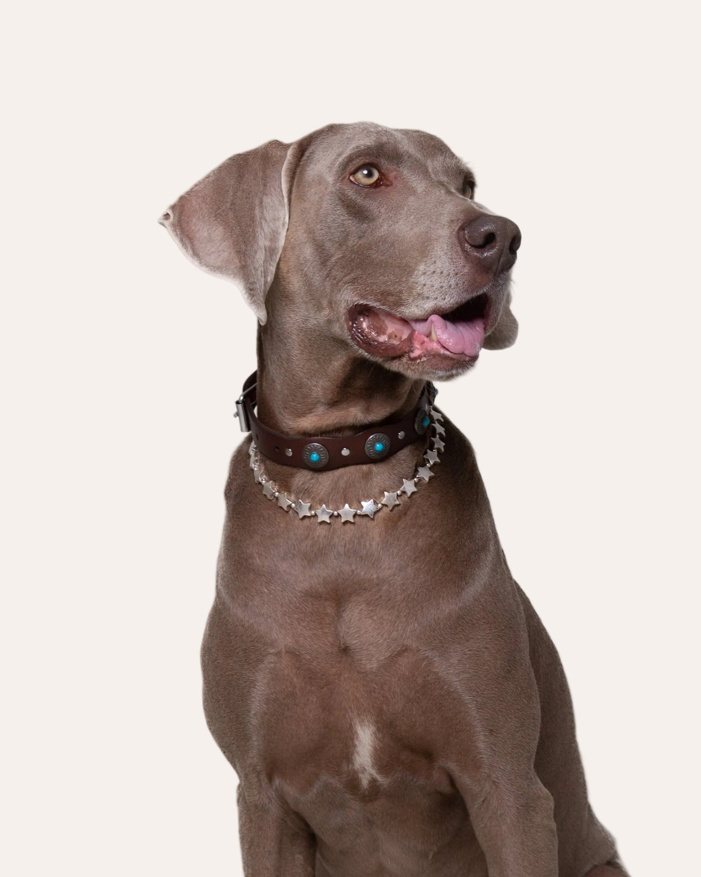 Collar Accesorio - Estrellas