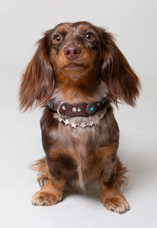 Pack: Collar Tachuelas + Estrellas + Correa