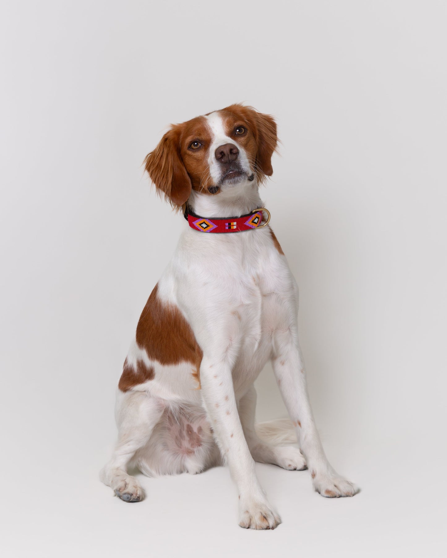 collar-perro-breton-alma-llama-pipoca-dogwear