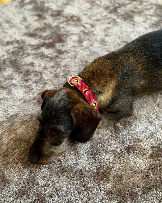 collar-perro-teckel-alma-llama-pipoca-dogwear