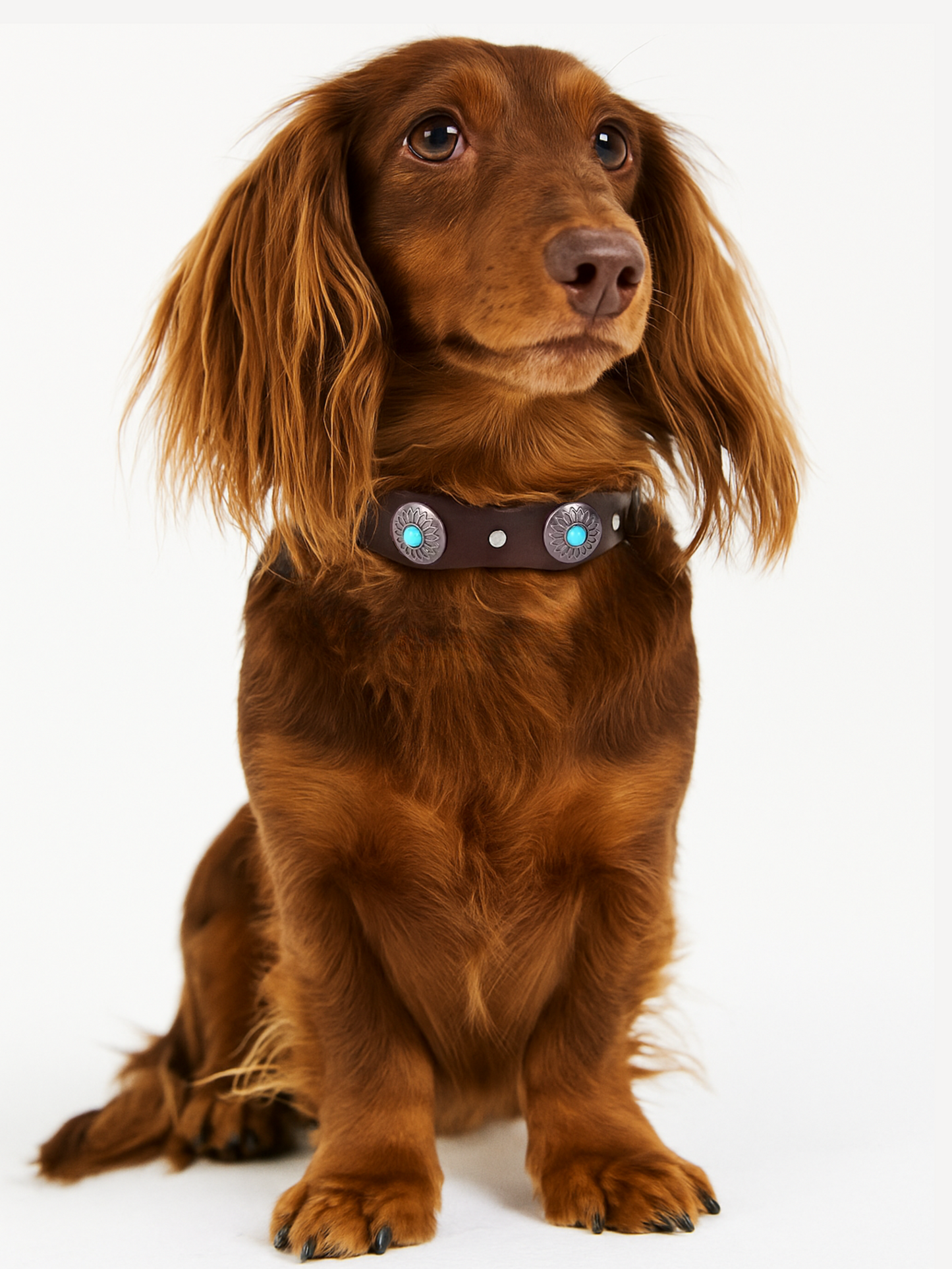Pack: Collar Tachuelas Azul + Correa a Juego