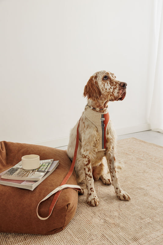 Nuua Coffee Harness + Leash Pack