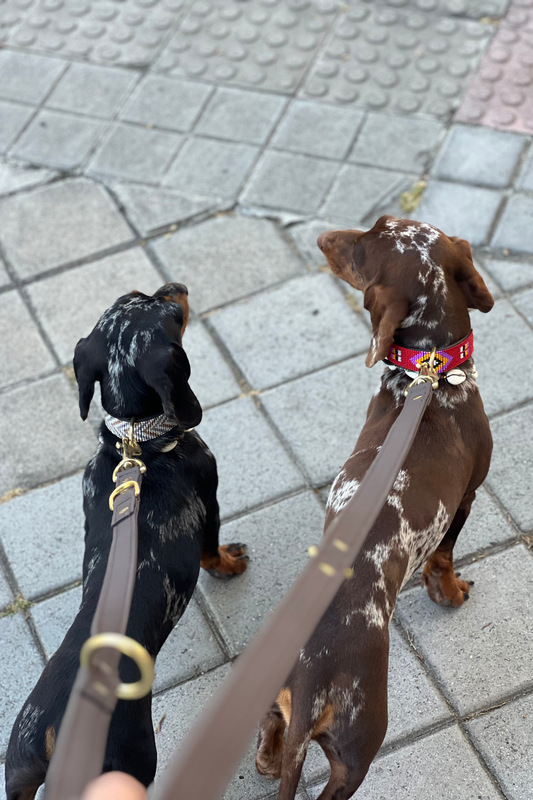 Pack – Collar + Correa