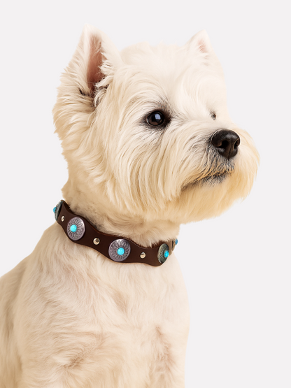 Pack: Collar Tachuelas + Conchas + Correa