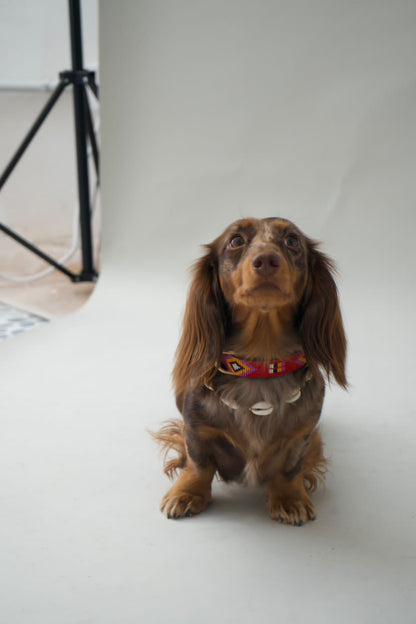 Pack: Collar Rojo + Conchas