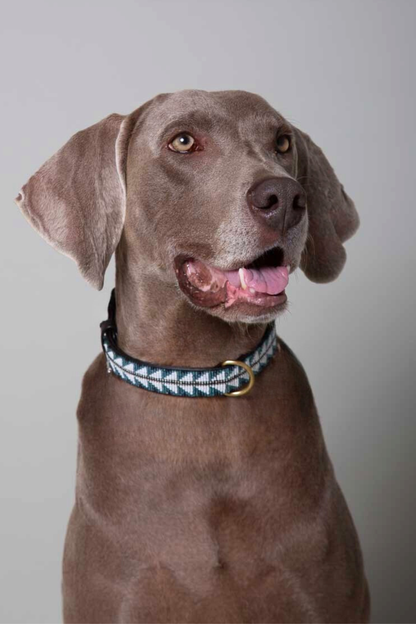 Pack Alma Relique + Coquillages + Laisse