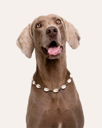 Collar Accesorio - Conchas
