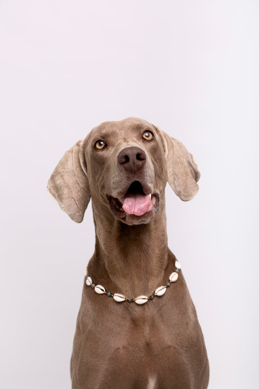 Collar Accesorio de Conchas