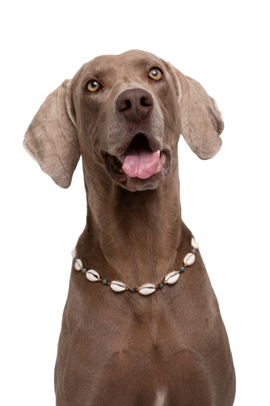 Collar decorativo de conchas para perros