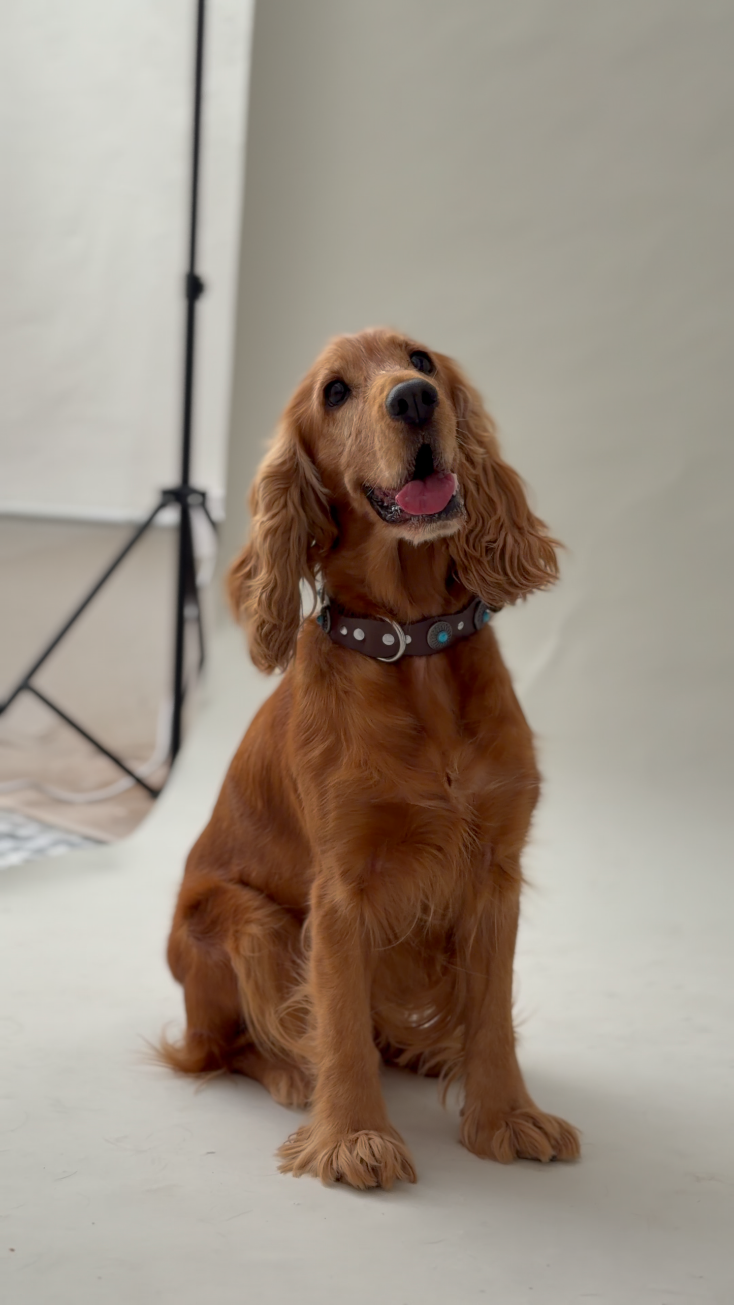 Pack: Collar Tachuelas + Conchas