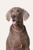 Collar Accesorio - Estrellas