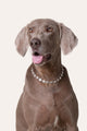 Collar Accesorio - Estrellas