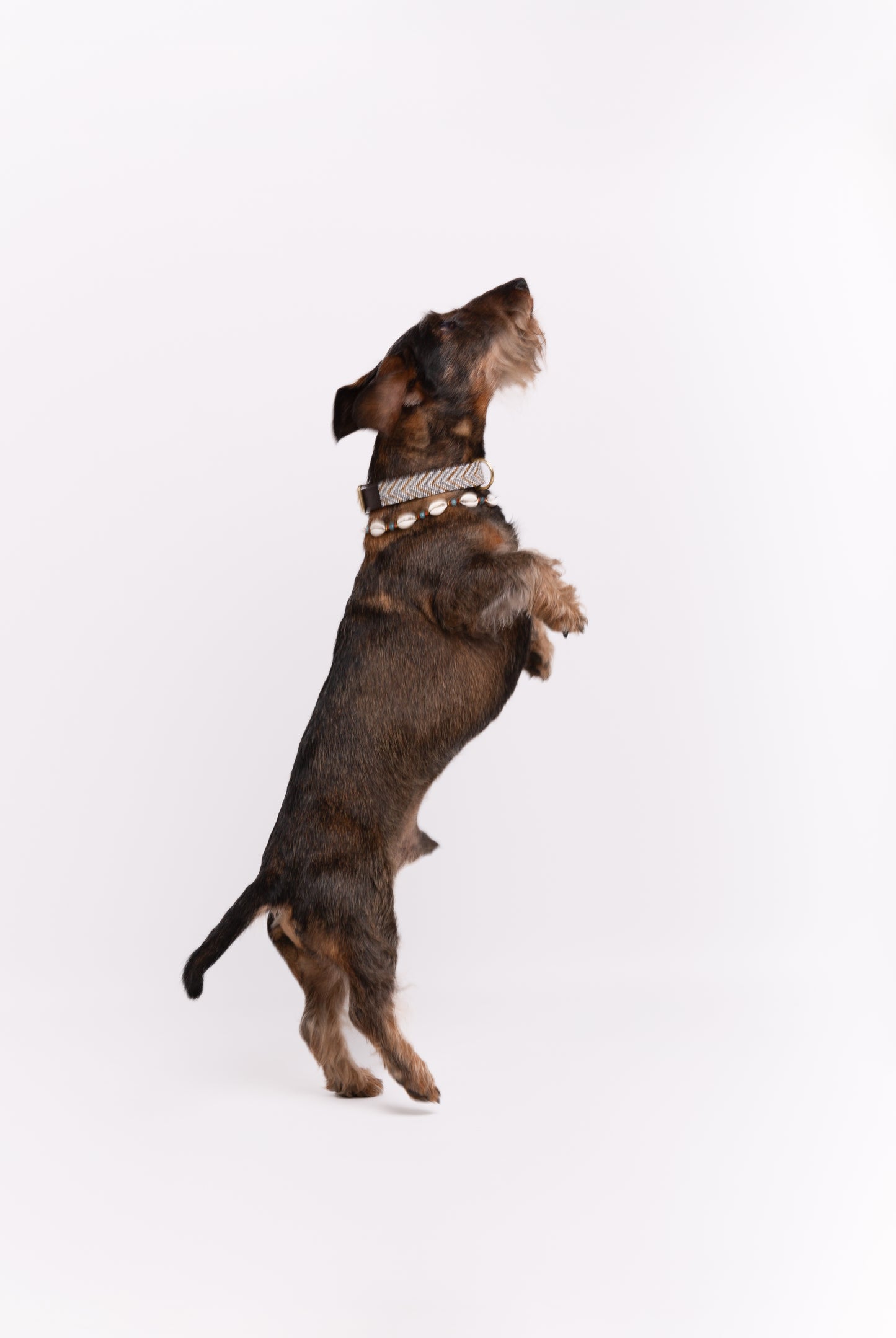 Pack: Collar Blanco + Conchas