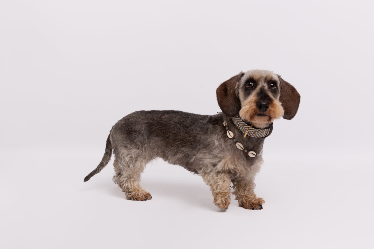 Pack: Collar Blanco + Conchas