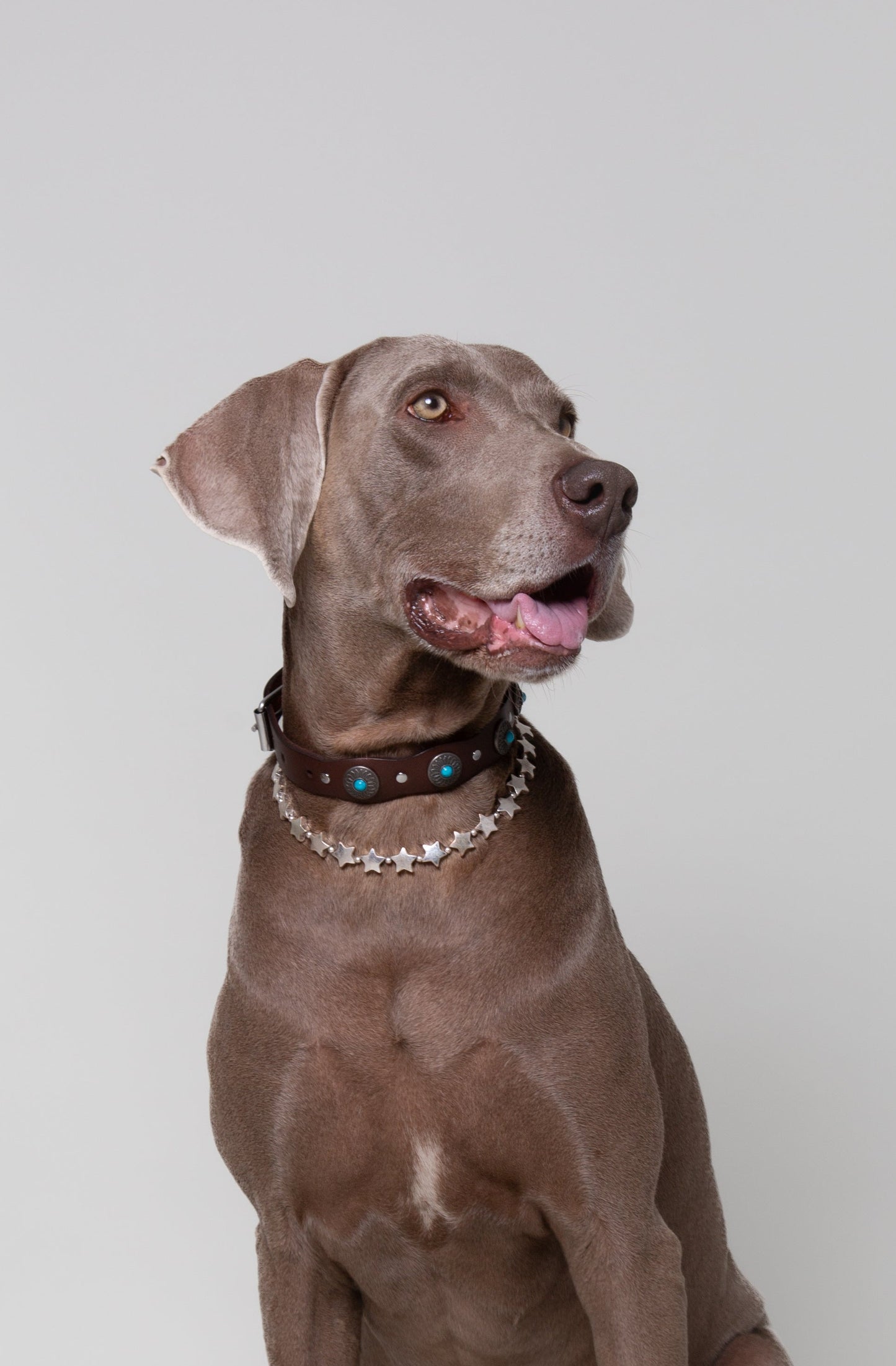 Pack: Tachuelas + Estrellas