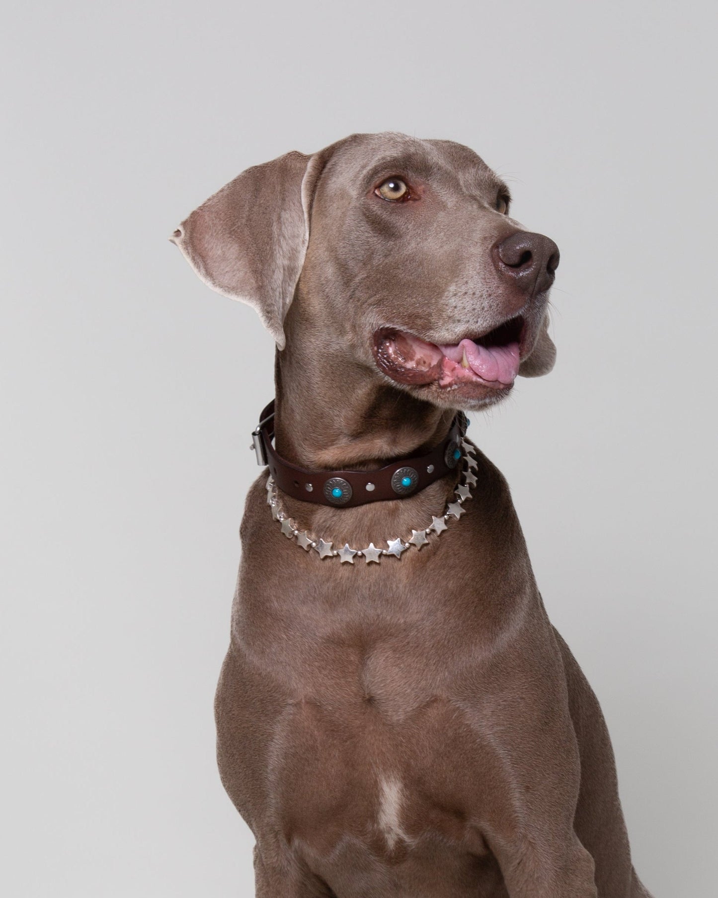 Pack: Collar Tachuelas + Estrellas + Correa