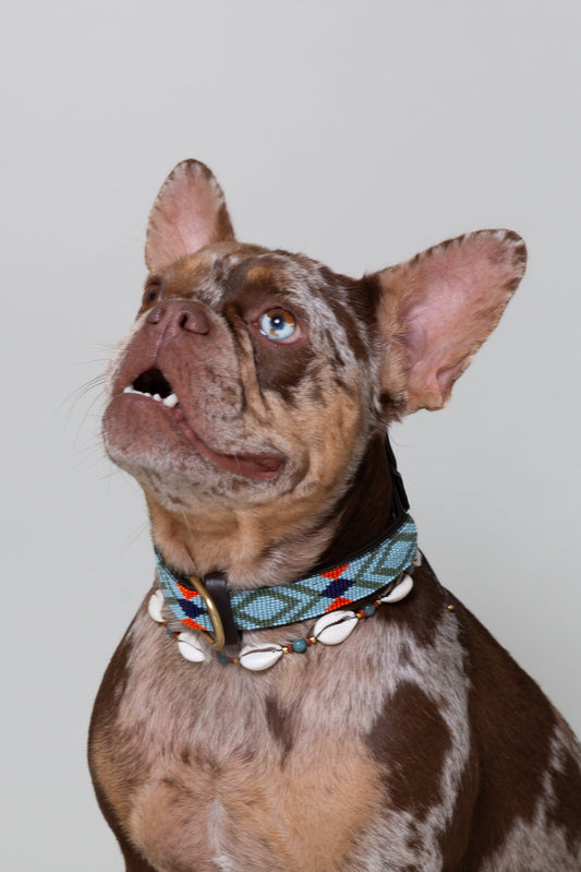 Pack: Collar Azul + Conchas