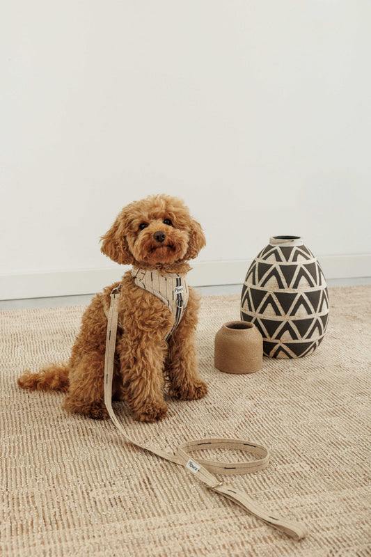 Nuua Salt & Sand Harness + Leash Pack