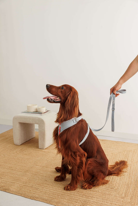 Nuua Sunday Harness + Leash Pack