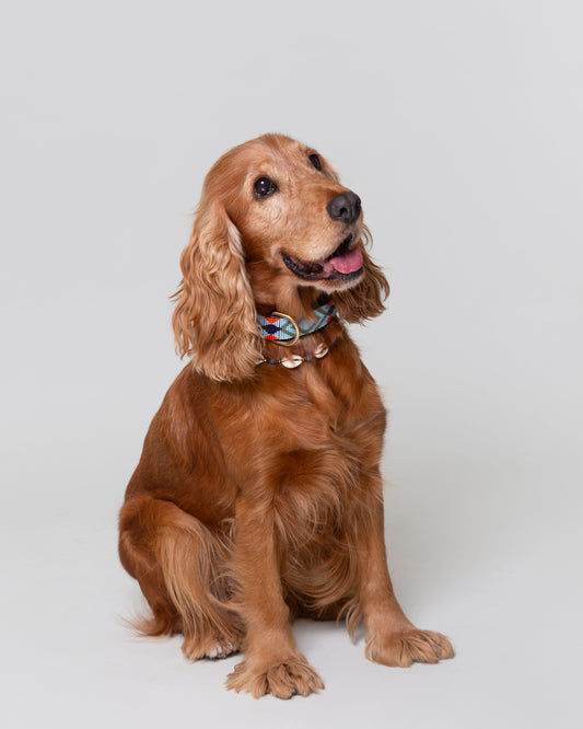 collar-de-perro-cocker-conchas-beads-indigo-pipoca-dogwear