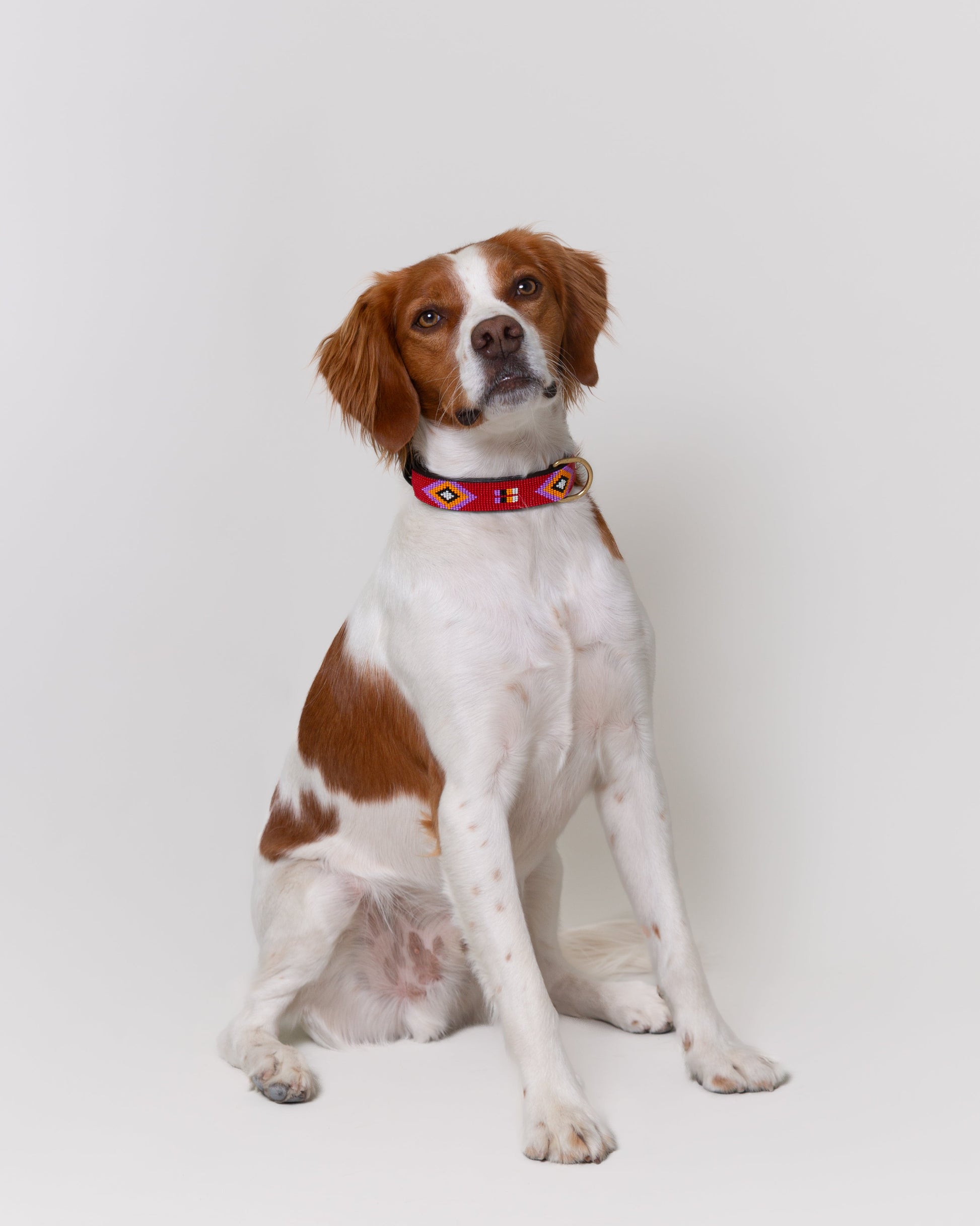 collar-perro-breton-alma-llama-pipoca-dogwear