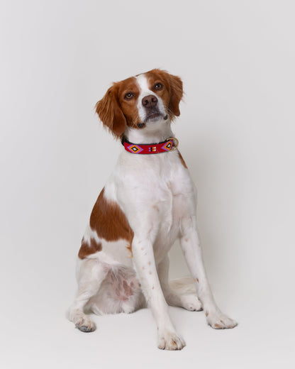 collar-perro-breton-alma-llama-pipoca-dogwear