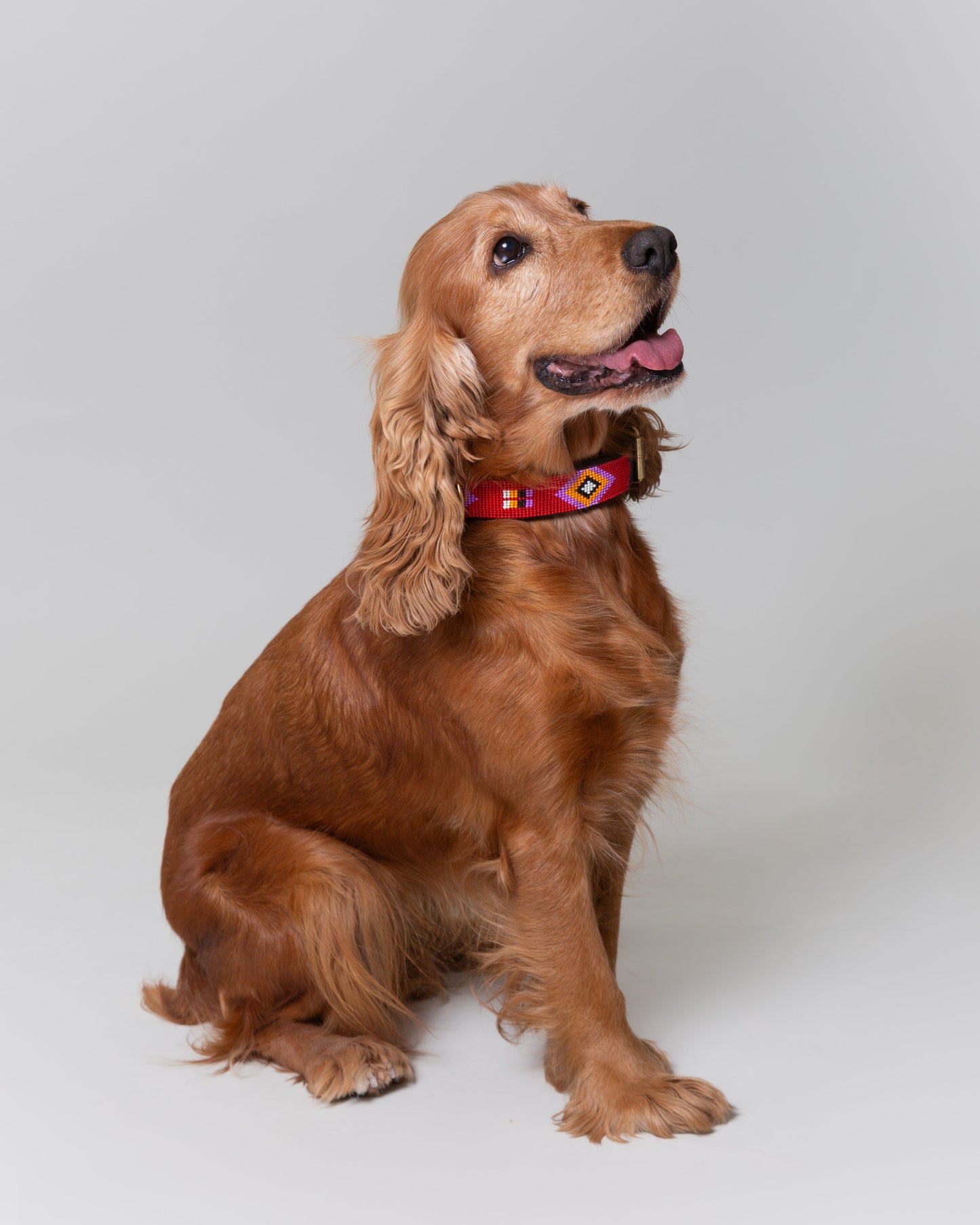 collar-perro-cocker-alma-llama-pipoca-dogwear