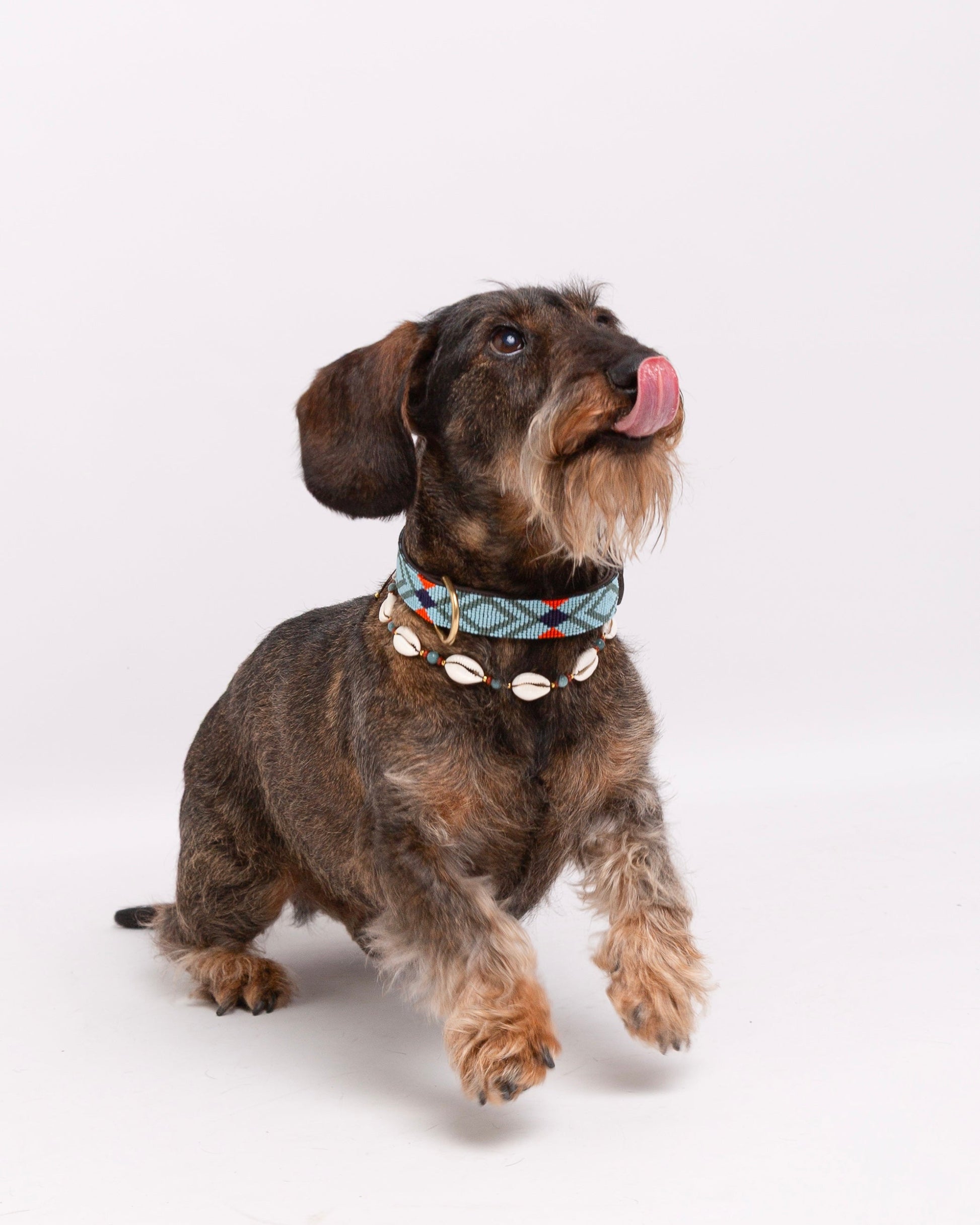 collar-perro-salchicha-beads-conchas-indigo-pipoca-dogwear
