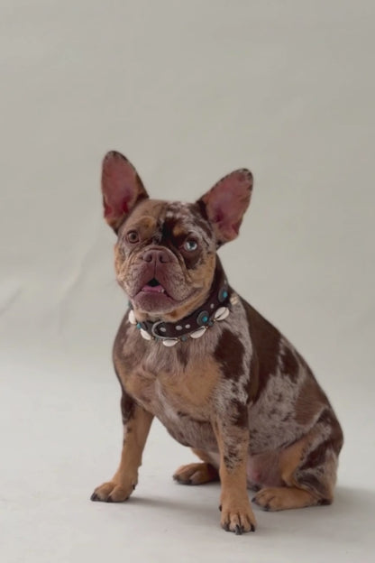 Pack: Collar Tachuelas + Conchas